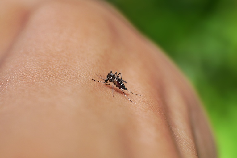 Dengue, zika, chikungunya e Oropouche: saiba diferenças e riscos da automedicação