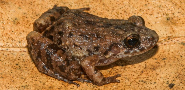 Cientistas descobrem nova espécie de rã em florestas alagadas da Amazônia