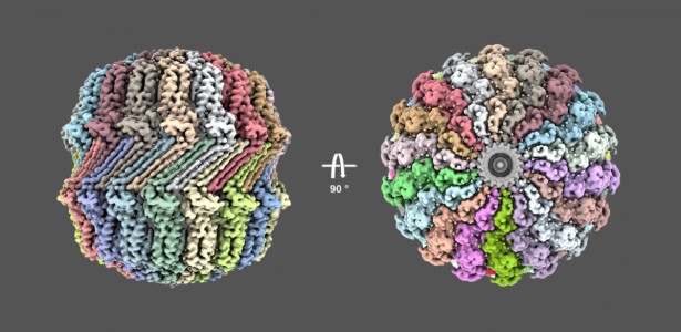 Contaminação em experimento leva à descoberta de nova estrutura produzida por vírus que infecta bactérias