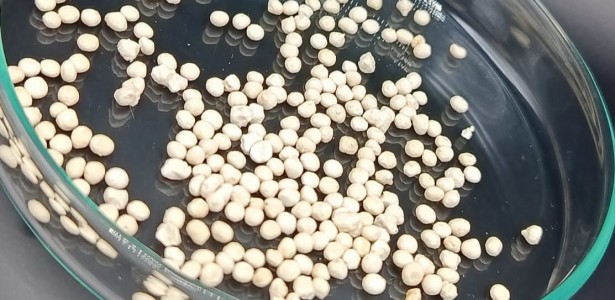Cápsula de celulose prolonga vida útil e melhora ação de fungo usado como bioinseticida