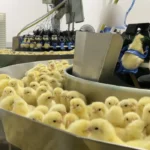 Mercado financeiro reduz previsão da inflação para 5% este ano