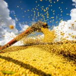 Entenda mudança no mapa que tirou Sorriso do topo da produção agrícola
