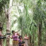 TV Brasil estreia séries de natureza selvagem em horário nobre