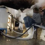 Seguro rural: novas regras ampliam cobertura e proteção ao produtor