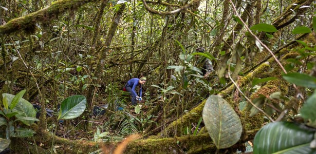 Insetos de dia, anfíbios à noite: a rotina de uma expedição científica no alto da Amazônia