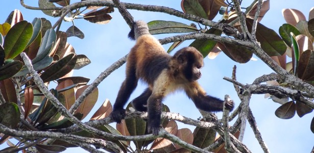‘Paisagem do medo’ faz macacos e elefantes restringirem rotas para evitar caçadores