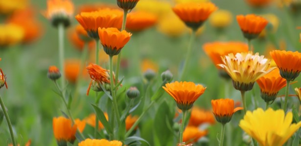 Bagaço de uva vira biofertilizante para o cultivo de flores comestíveis