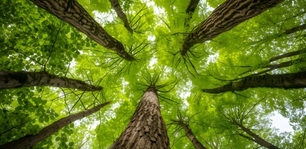 Instituto Serrapilheira oferece formação em ecologia quantitativa