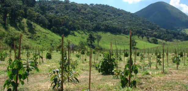 Cientistas propõem dez regras para a restauração de ecossistemas