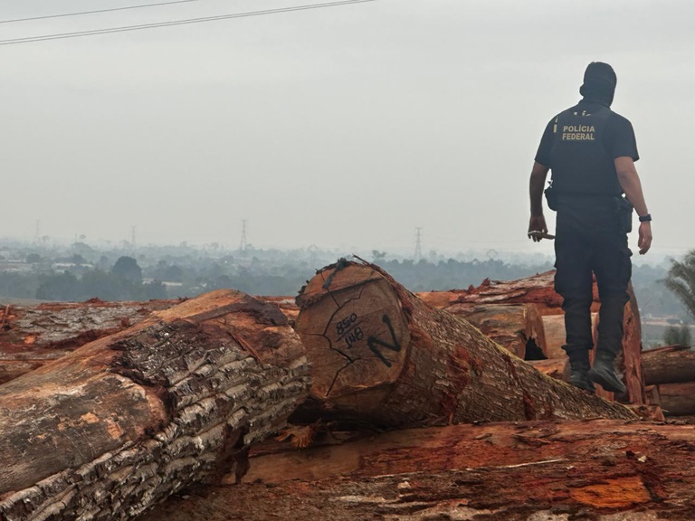 PF e Ibama combatem exploração e venda ilegais de madeira no Pará