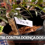 Saúde da mulher na maturidade