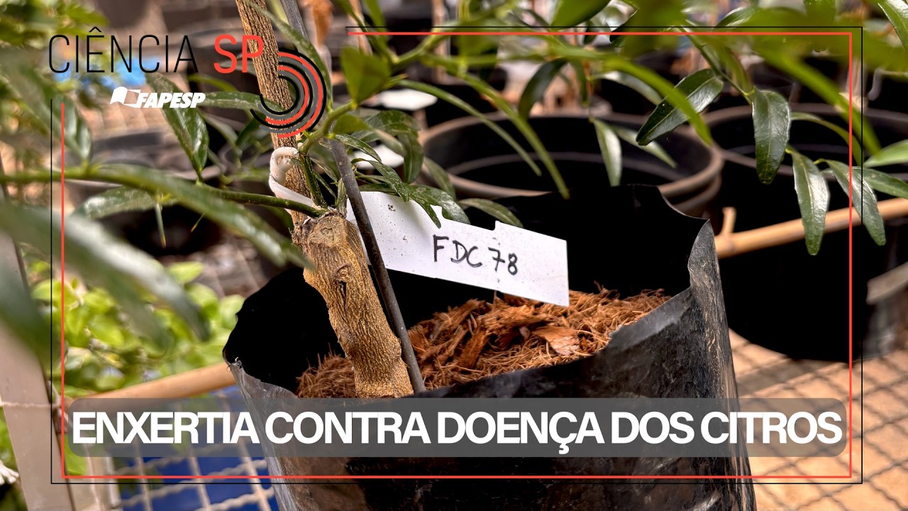 VÍDEO | Enxertia cria ‘memória’ de defesa contra doença dos citros