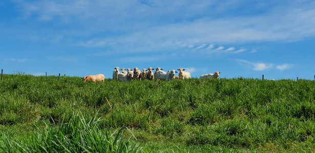Manejo adequado transforma pastagens degradadas em reservatórios de carbono