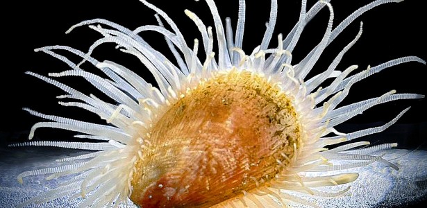 Mesmo sem olhos, ostras e mexilhões possuem grande diversidade de proteínas que percebem a luz