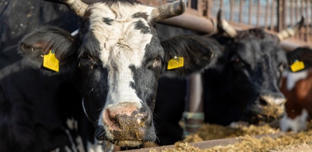 Instituto de Zootecnia está com inscrições abertas para mestrado em produção animal sustentável